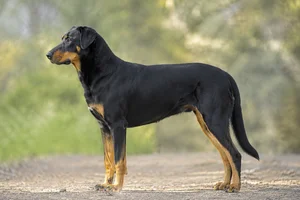 Beauceron dog
