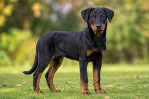 Beauceron — puppy (~4 mo)