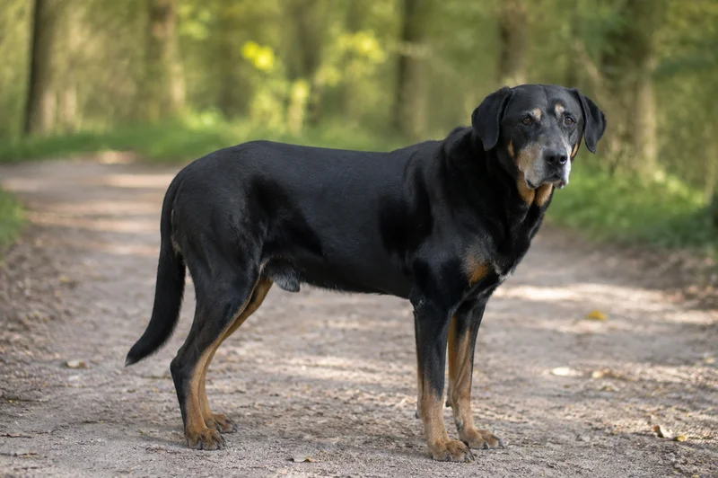 Beauceron — senior