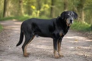 Beauceron — senior