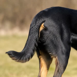 Beauceron — tail
