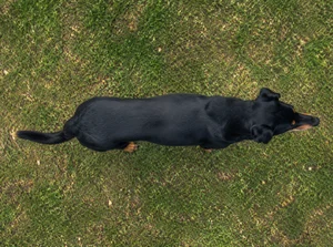 Beauceron — top
