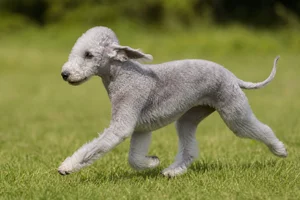 Bedlington Terrier — running