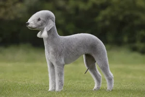 Bedlington Terrier — adult