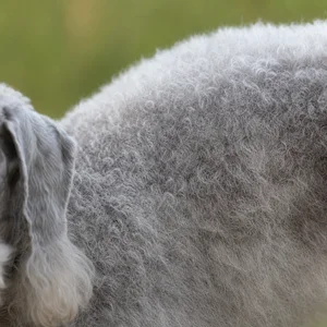Bedlington Terrier — coat texture