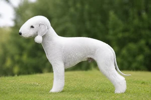 Bedlington Terrier — solid white coat