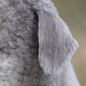 Bedlington Terrier — ears