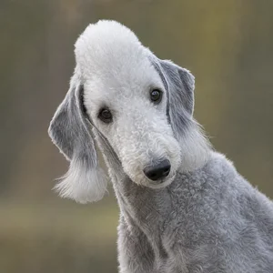 Bedlington Terrier — alert