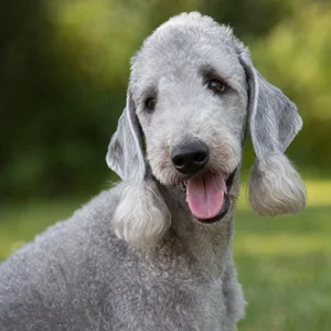 Bedlington Terrier — happy
