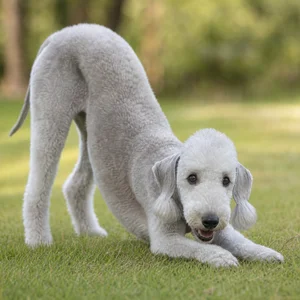Bedlington Terrier — playful
