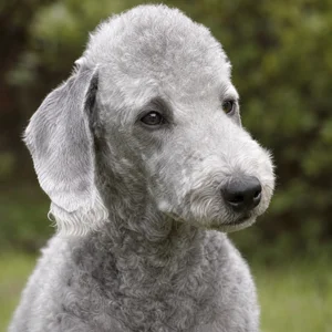 Bedlington Terrier — relaxed