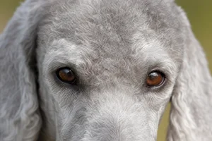Bedlington Terrier — eyes