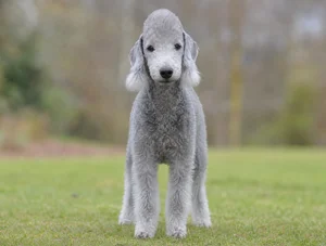 Bedlington Terrier — front