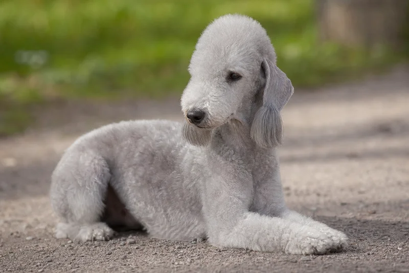 Bedlington Terrier — lying down