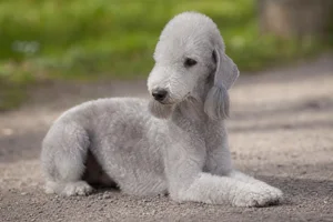 Bedlington Terrier — lying down