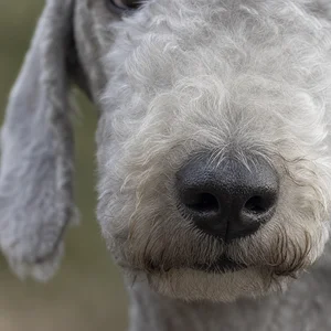Bedlington Terrier — nose