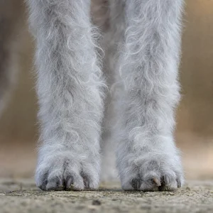 Bedlington Terrier — paws