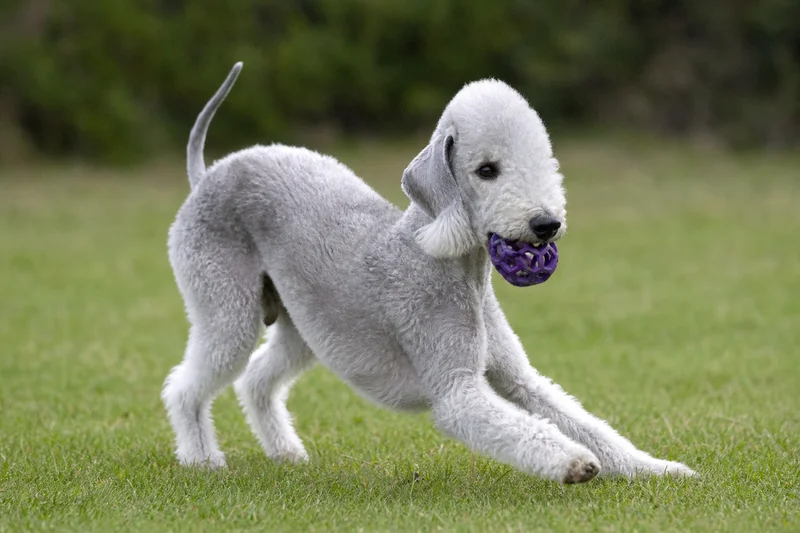 Bedlington Terrier — playing