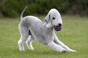 Bedlington Terrier — playing