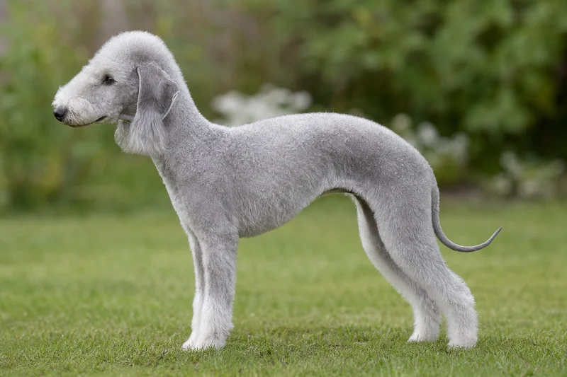 Bedlington Terrier — side