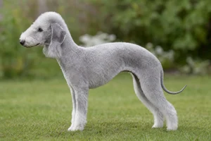 Bedlington Terrier dog