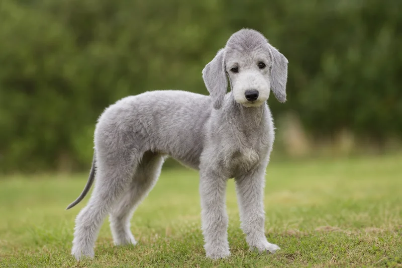 Bedlington Terrier — puppy (~4 mo)