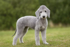 Bedlington Terrier — puppy (~4 mo)