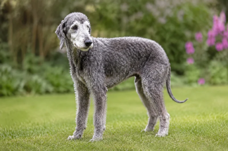 Bedlington Terrier — senior