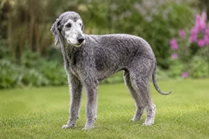 Bedlington Terrier — senior