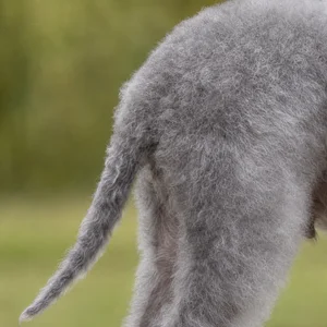 Bedlington Terrier — tail