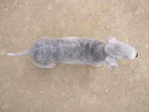 Bedlington Terrier — top