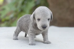 Bedlington Terrier — young puppy (~1 mo)