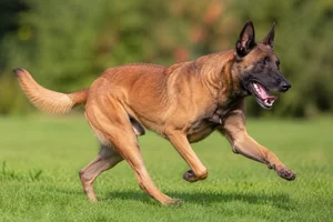 Belgian Malinois — running