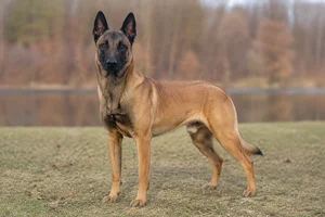 Belgian Malinois — adult