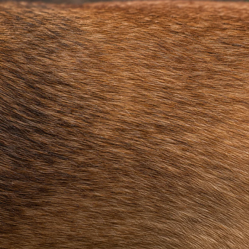Belgian Malinois — coat texture
