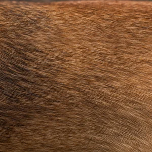 Belgian Malinois — coat texture