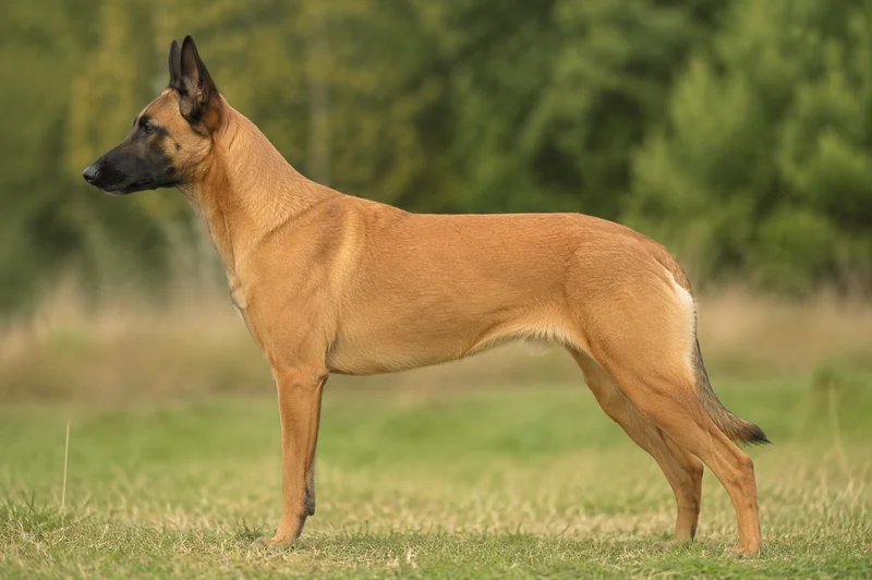 Belgian Malinois — Fawn coat