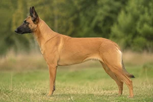 Belgian Malinois — Fawn coat