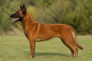 Belgian Malinois — Mahogany coat
