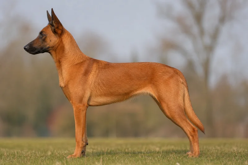 Belgian Malinois — Red coat
