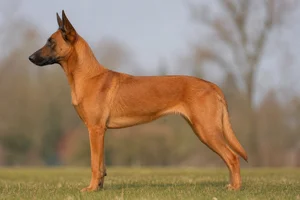 Belgian Malinois — Red coat