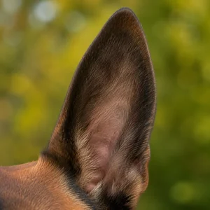 Belgian Malinois — ears