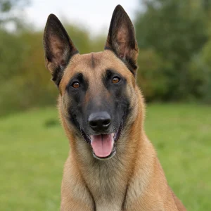 Belgian Malinois — happy