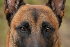 Belgian Malinois — eyes