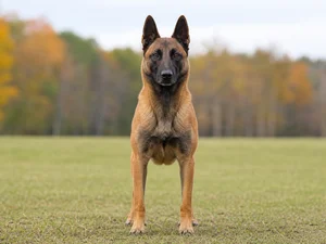 Belgian Malinois — front