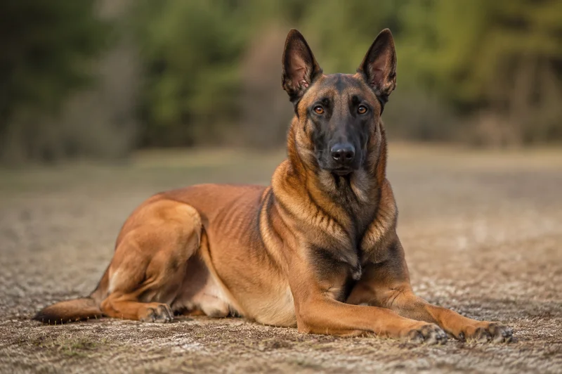 Belgian Malinois — lying down