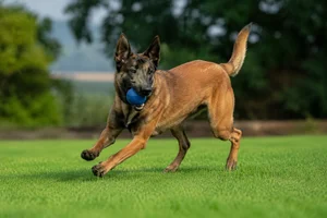 Belgian Malinois — playing