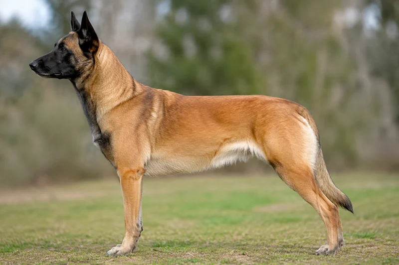 Belgian Malinois — side