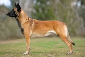 Belgian Malinois dog