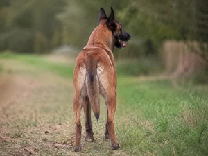 Belgian Malinois — rear